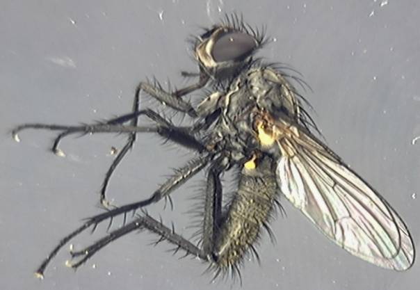Anthomyiidae 8